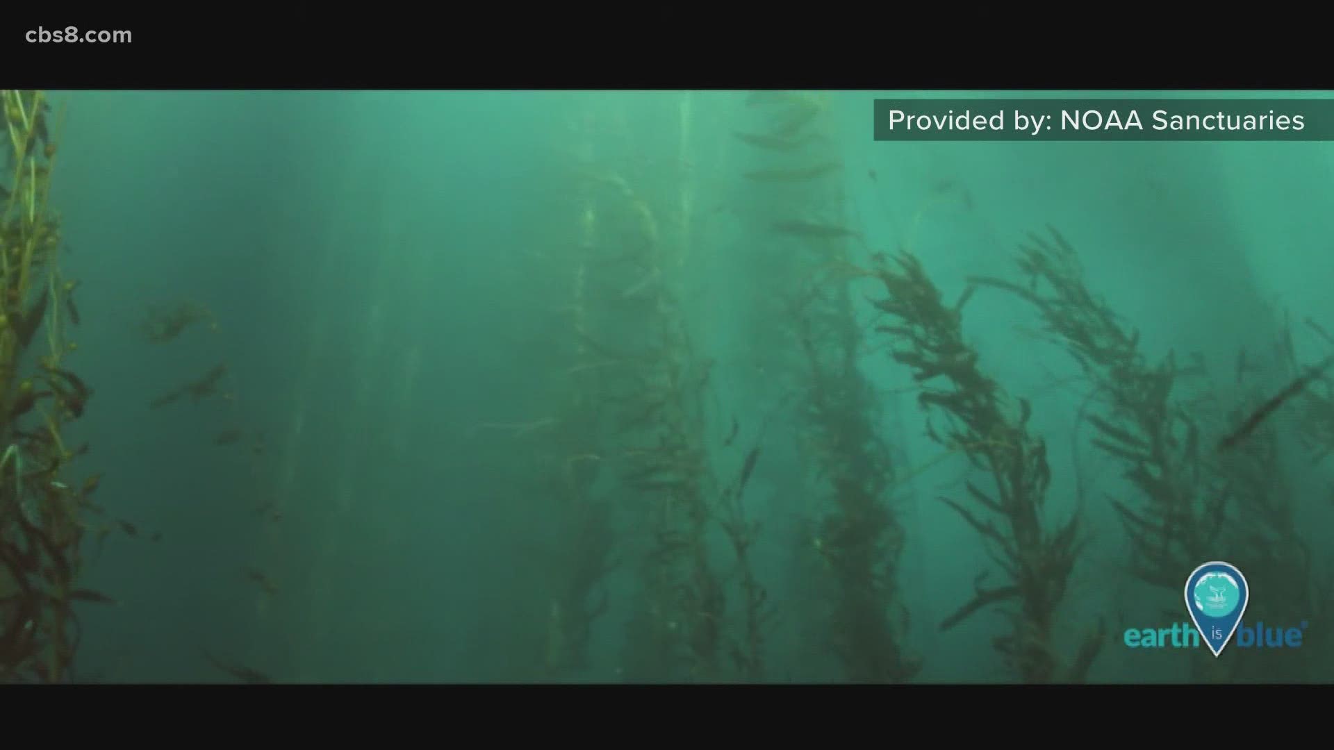 National Geographic Explorer and author, Dr. Enric Sala joined Morning Extra to talk about saving California's Kelp Forests.