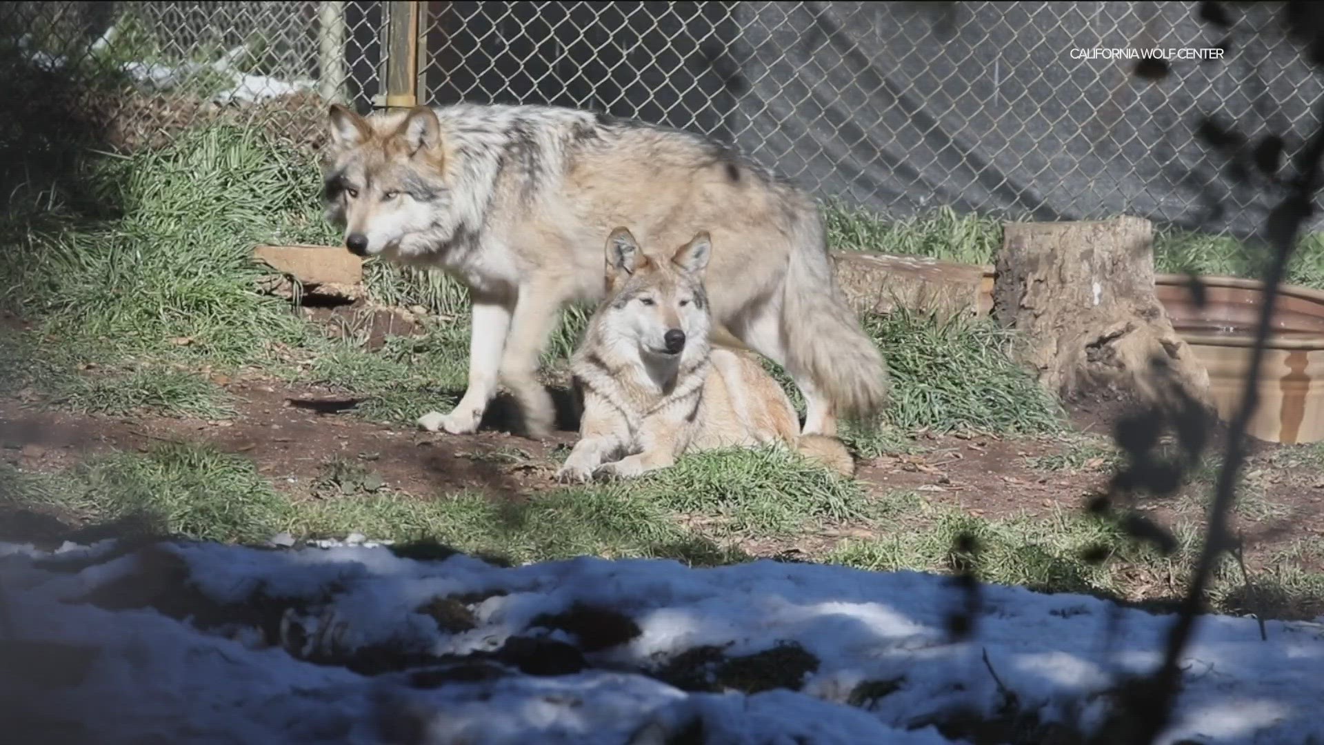 The California Wolf Center in Julian has been part of the Species Survival Plan, reintroducing wolves bred in captivity into the wild across New Mexico and Arizona.