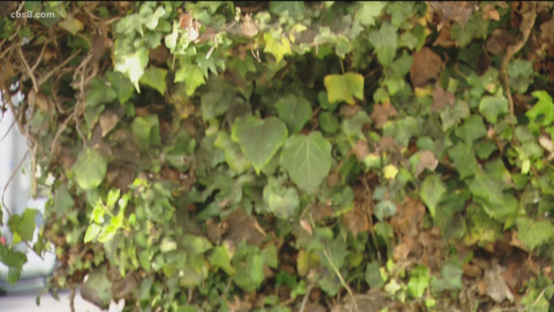 The city told News 8 that they'll be contacting the tree's owner to remove the invasive ivy.