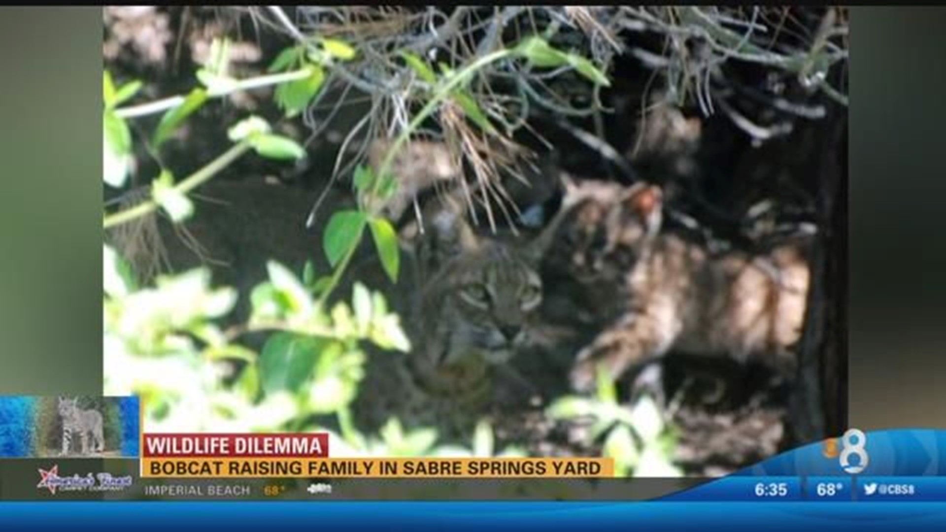 Bobcat creates problems for Sabre Springs yard