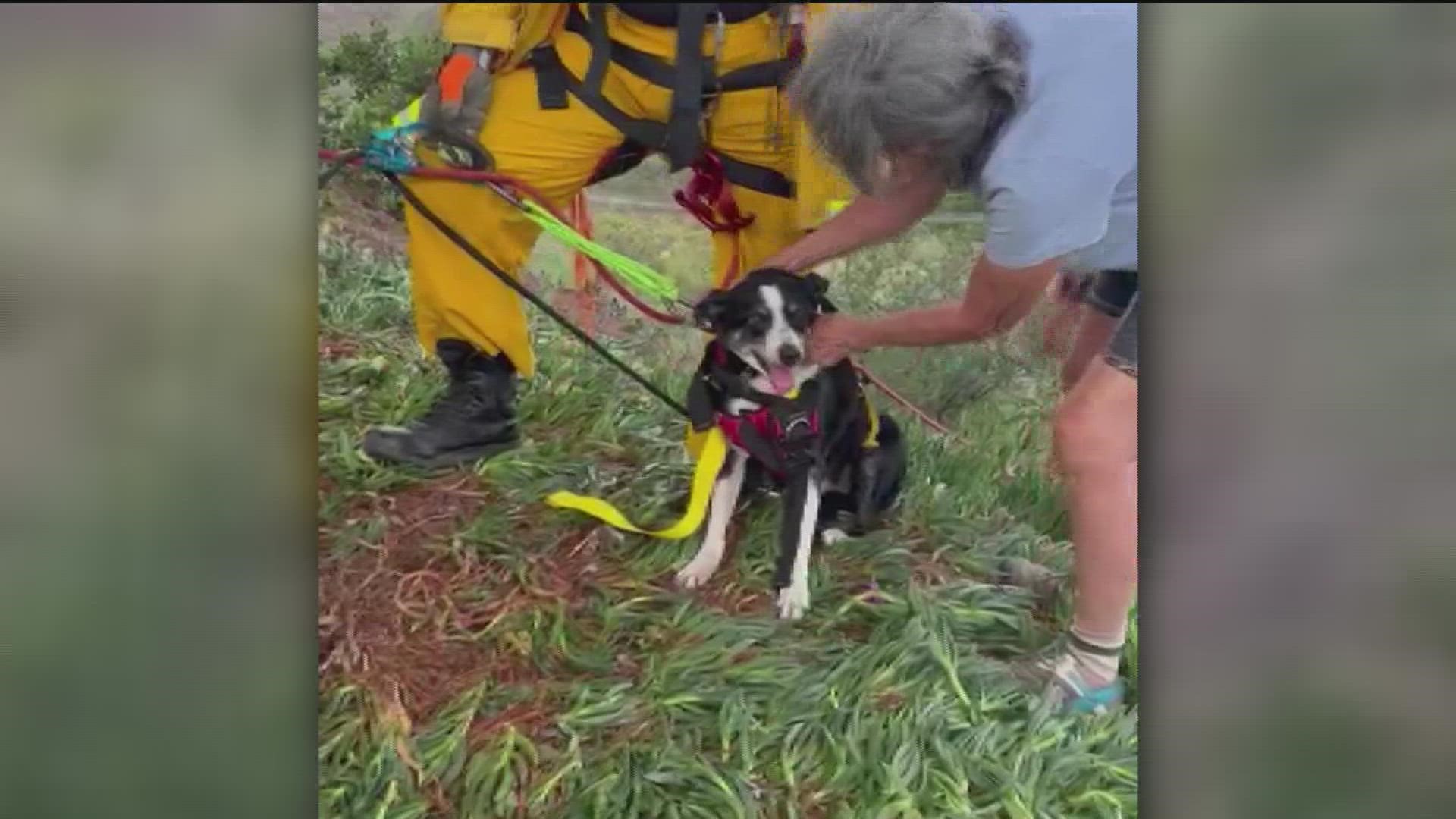 After safely rescuing Hobo, a process that took about four hours, the rescue team reunited him with his relieved and grateful owners.