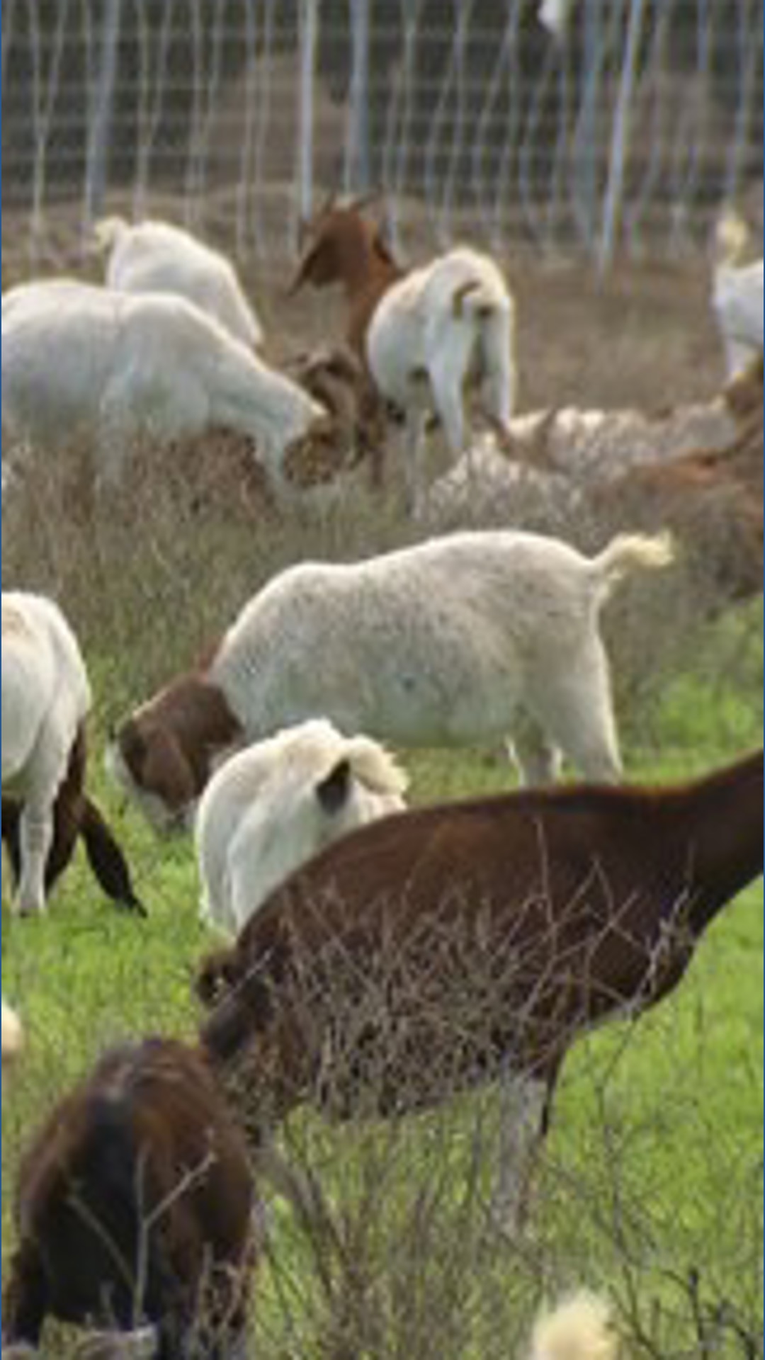 300 goats eat away overgrown brush in Valley Center to reduce wildfire ...