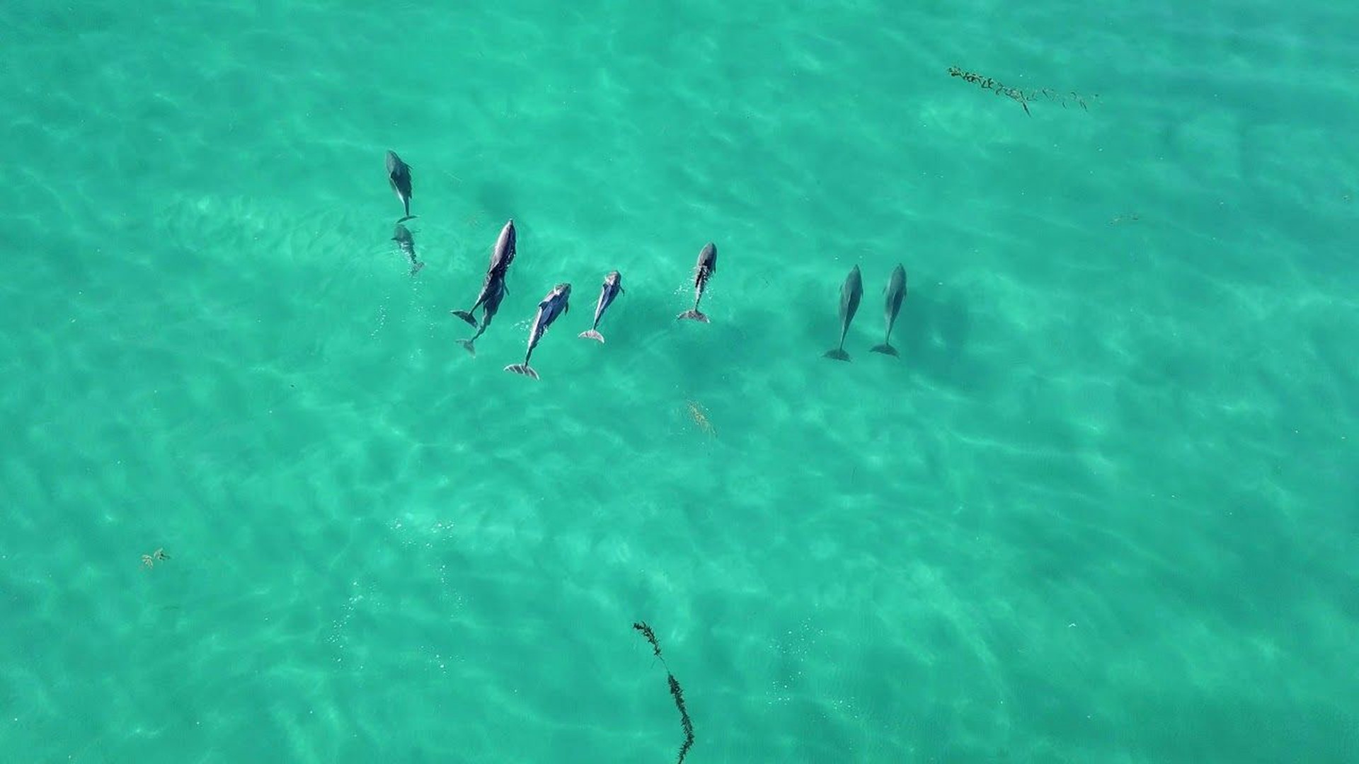 Drone Captures Breathtaking Video Of Dolphin Pod Off Carlsbad