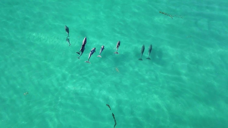 Super pod' of dolphins seen off California coast – KIRO 7 News Seattle