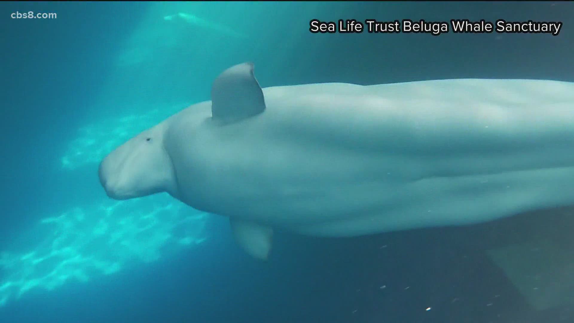 BELUGA'S life story 