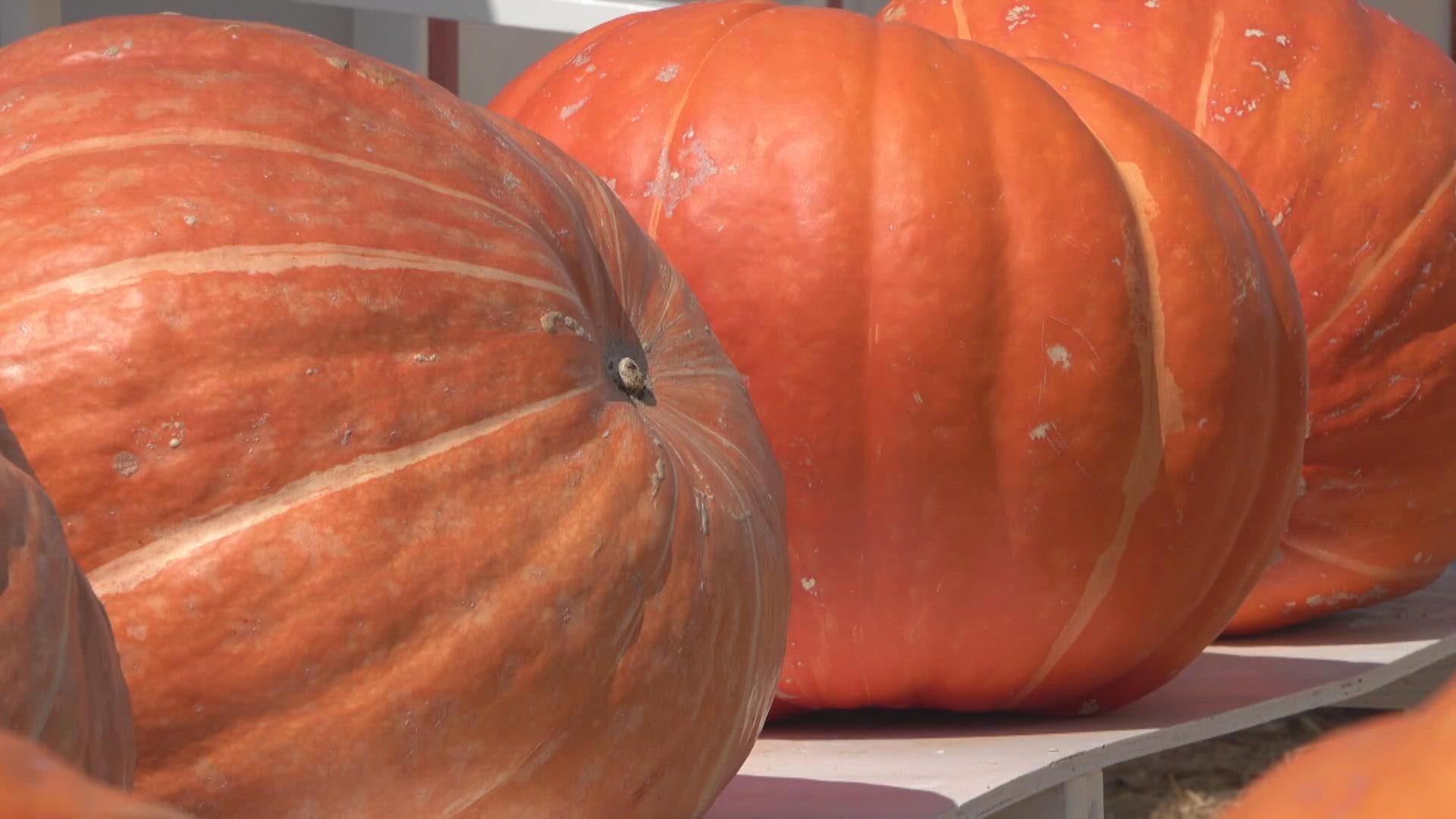 It's October and that means that it's time to get out to a San Diego County pumpkin patch!