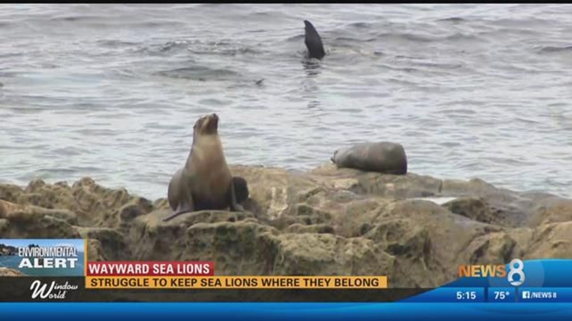 Where to See Sea Lions in California - American Oceans