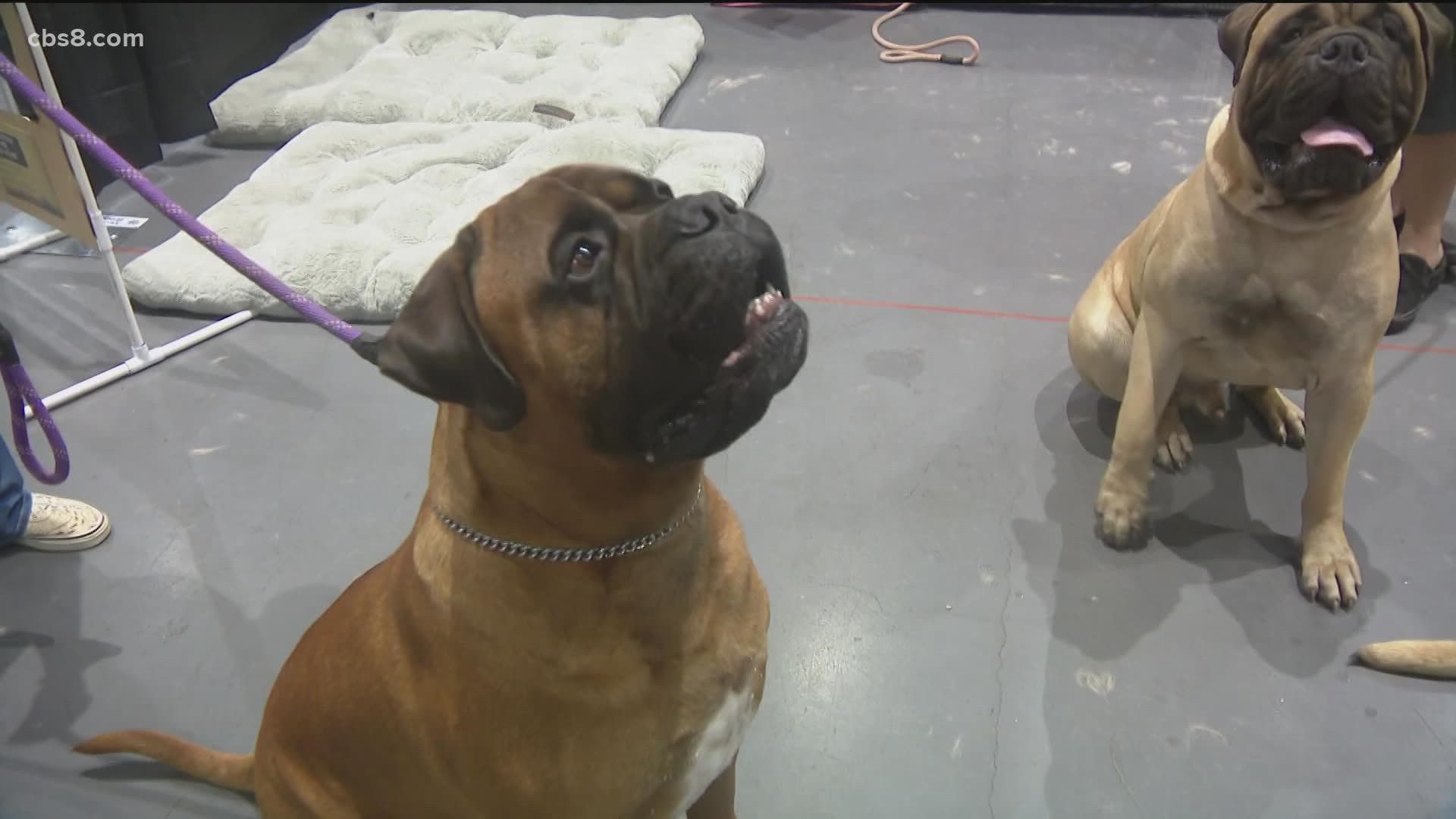 Dogs of all shapes and sizes will be in the Convention Center this weekend