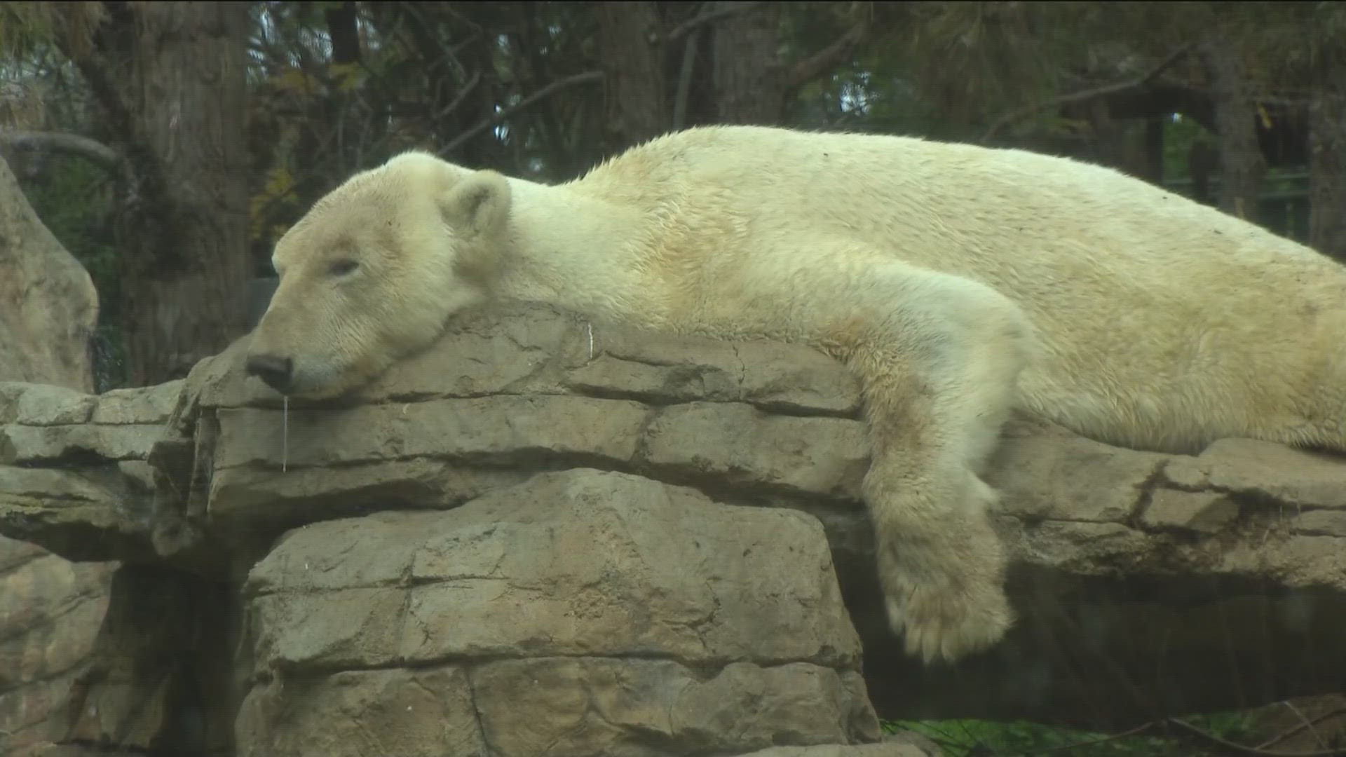 CBS 8 talks with the San Diego Zoo the share more about polar bears.