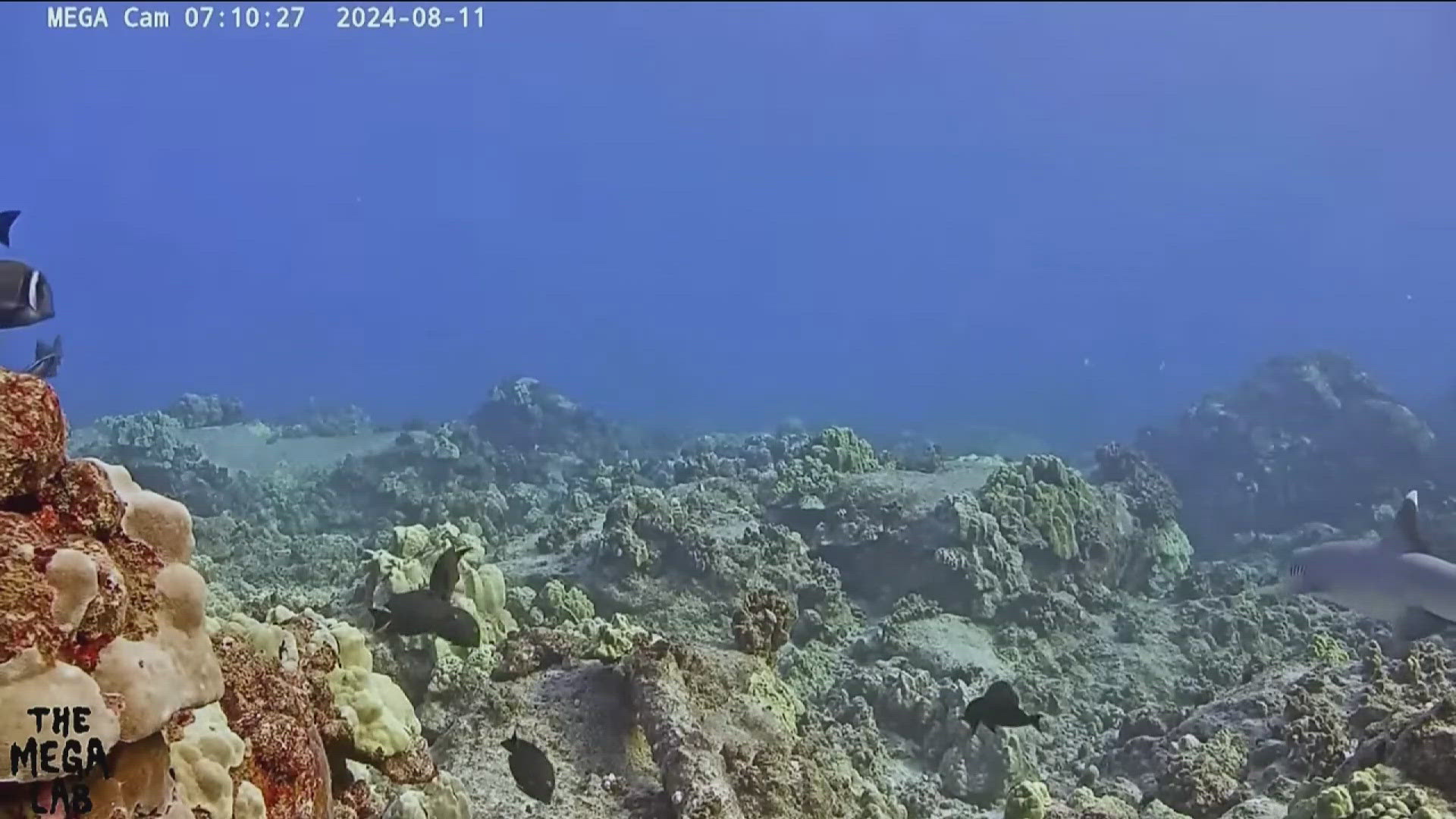 Pro surfer, scientist launches global effort to map world's coral reefs ...
