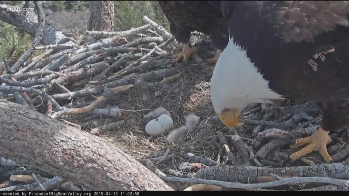 2 bald eagle eggs hatch in California mountains