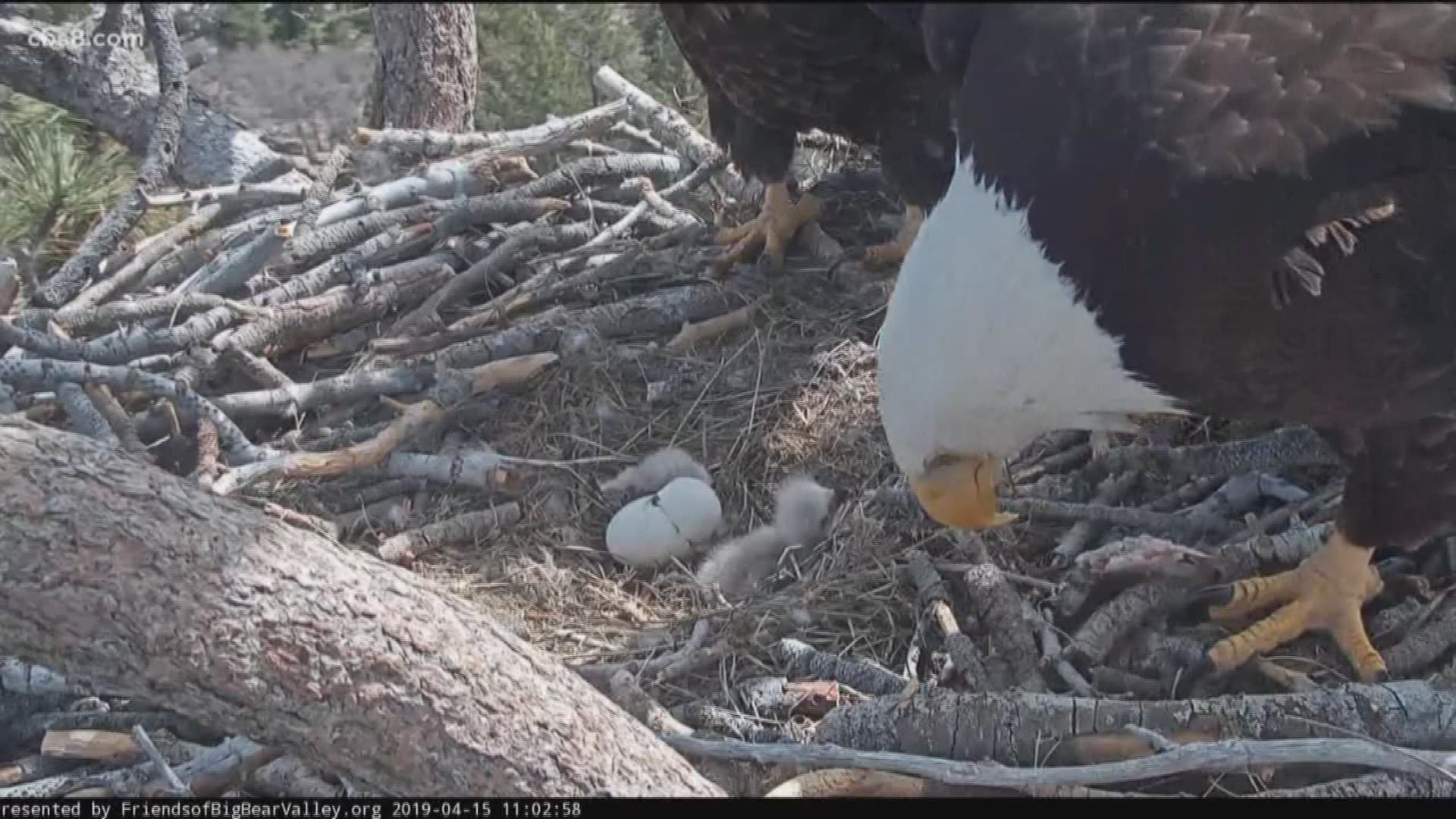 2 bald eagles building nest near Big Bear Lake - ABC7 Los Angeles