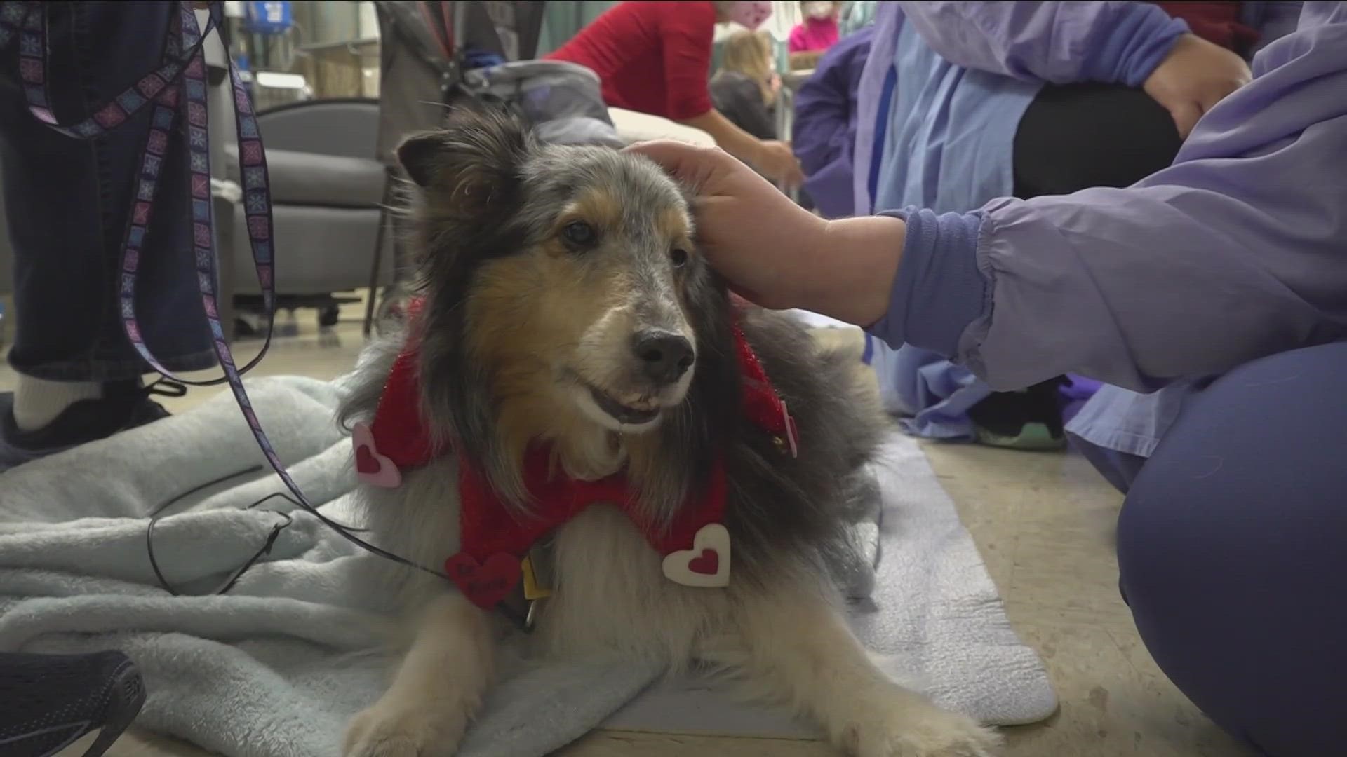 Therapy dogs from Helen Woodward Animal Center make a visit to the ICU  healthcare workers 