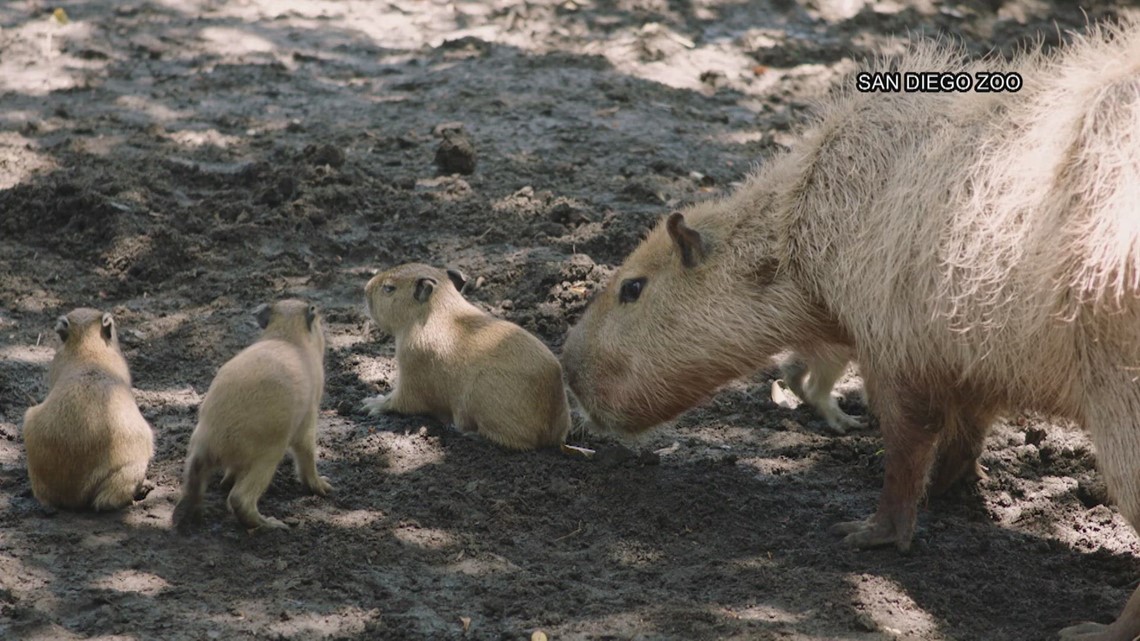 4 Capybaras born at San Diego Zoo