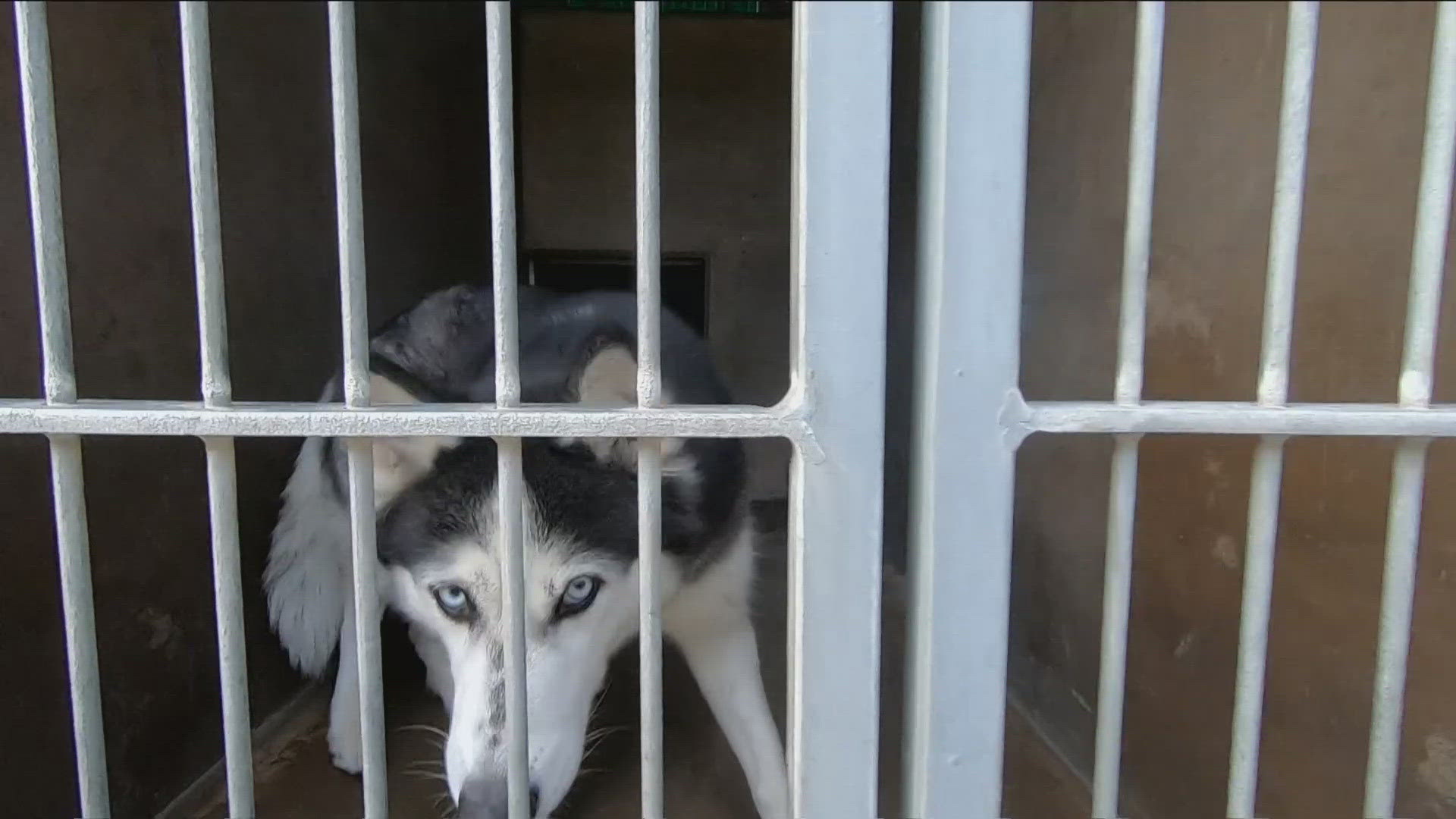 Chula Vista Animal Services says it's overwhelmed with the dramatic rise of the high-energy dogs in its care.