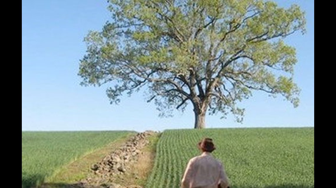 Oak tree seen in 'Shawshank Redemption' is knocked down