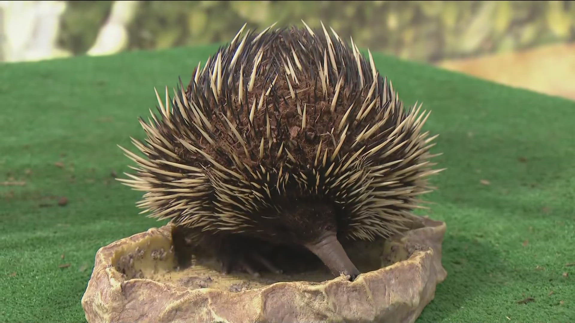 Meet Chindi the echidna. What makes these mammals unique is that the female echidnas lay eggs.