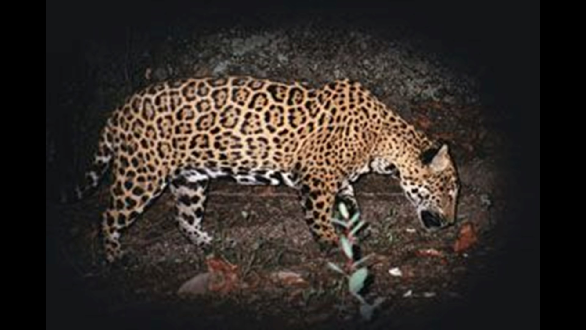 First Wild Jaguar Caught In Southwest Is Captured, Killed *UPDATE ...