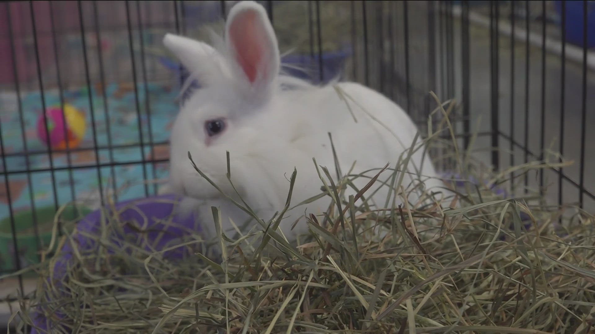 The Rancho Coastal Humane Society in Encinitas says shelters nationwide come across stray bunnies who were abandoned by families that adopted them for Easter.