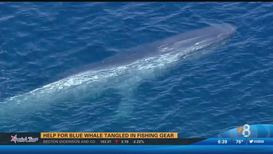 Experts sent to rescue entangled blue whale | cbs8.com