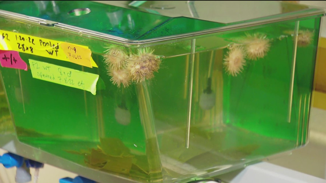 Marine biologist using sea urchins for research in La Jolla