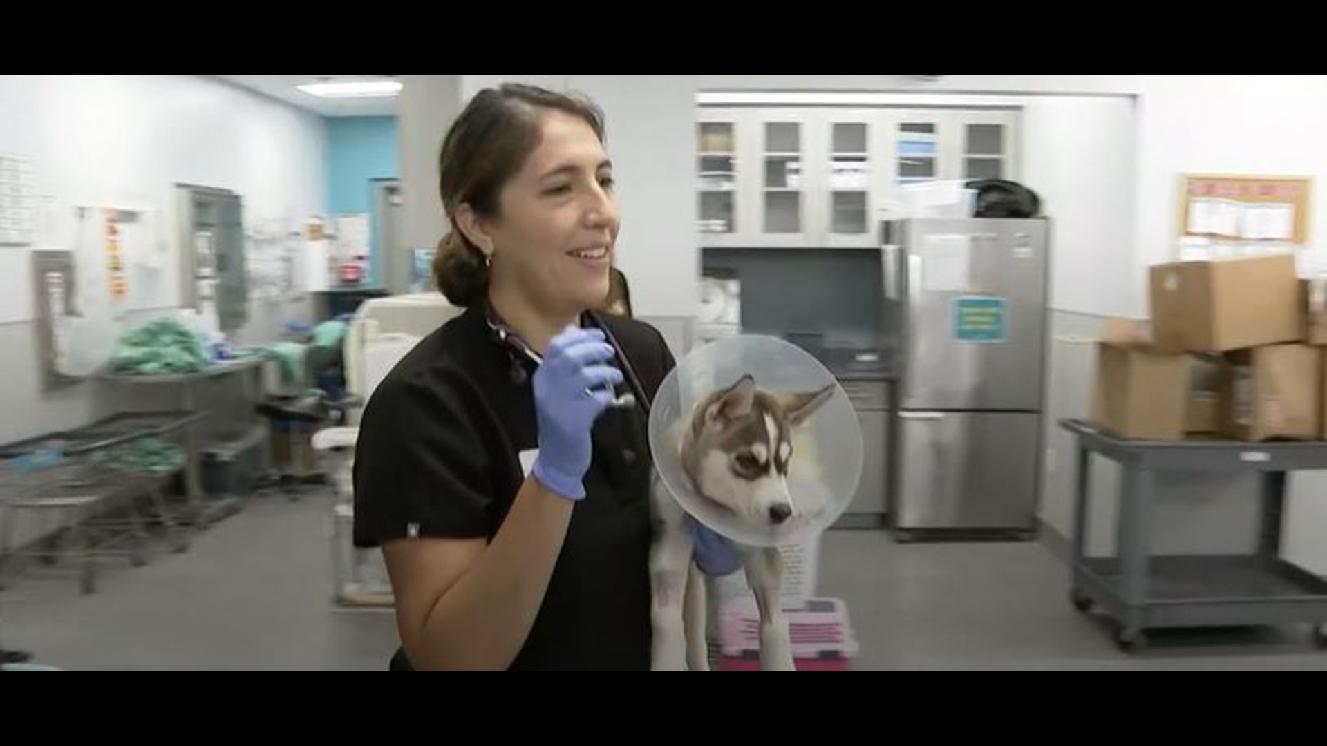 It's a loving and furry day at San Diego's busiest animal shelter 