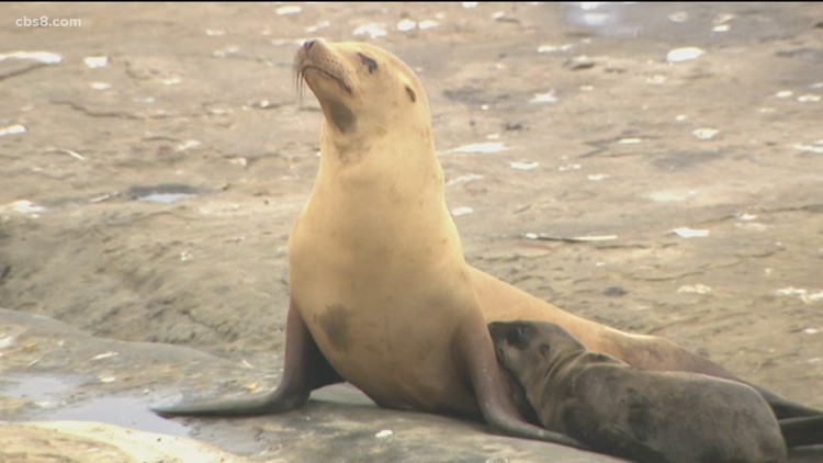 Protect La Jolla Sea Lion Pups and Mothers From Human Disturbances  Help  Wildlife, Protect the Environment, Support Nature Conservation, Save the  Planet