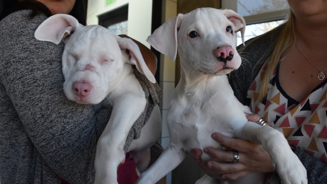 Tears as Blind and Deaf Dog Realizes Owner Is Home After Months Apart