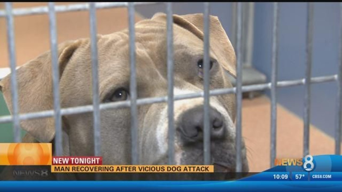 Man recovering after vicious pit bull attack