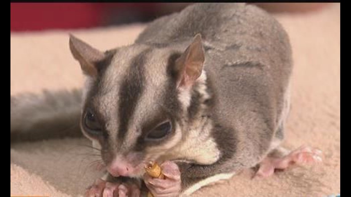 Zoo Day Sugar Glider