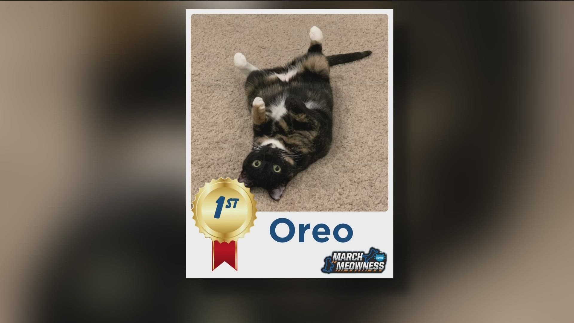 Oreo the cat won the contest, followed by Frodo the goat in second. Almost 200,000 votes were tallied in the fierce competition.