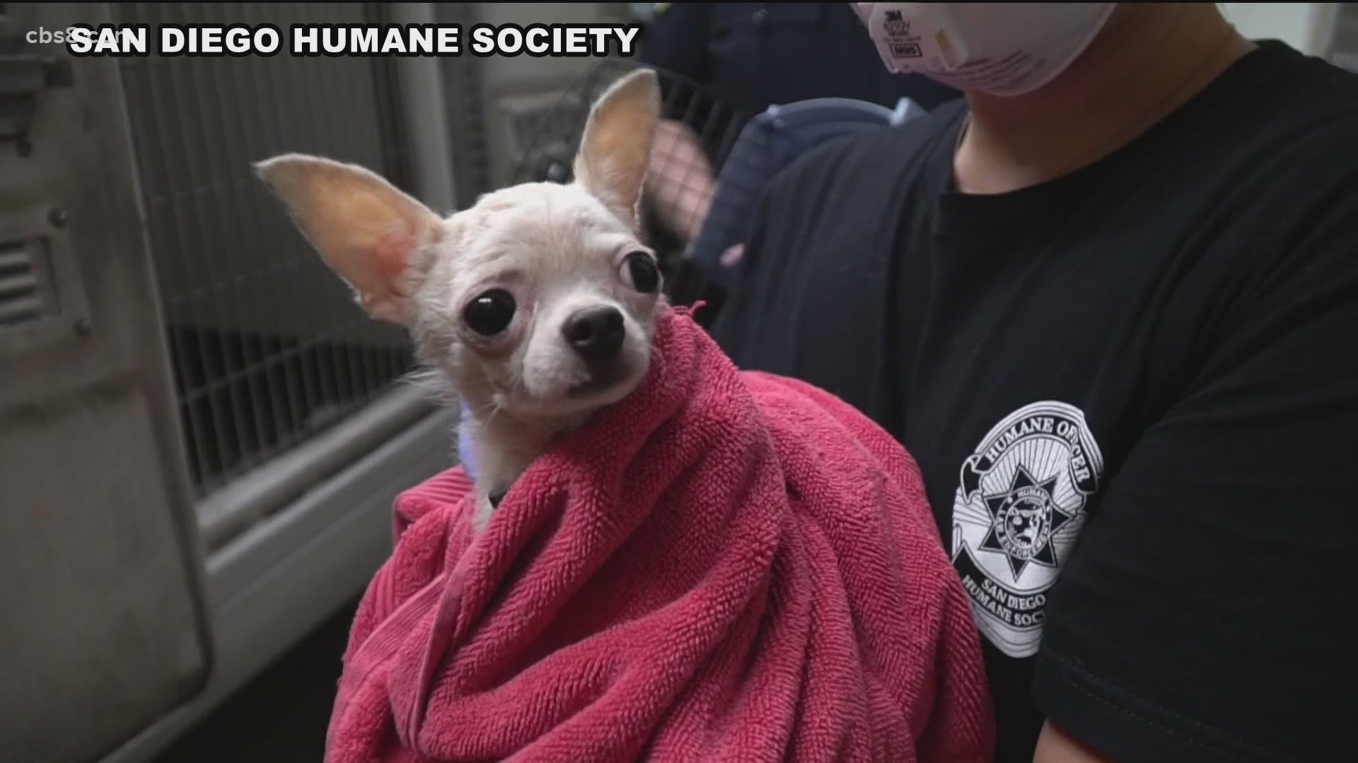 The dogs are currently sheltered at their San Diego Campus, where their team will continue to take care of the dogs.