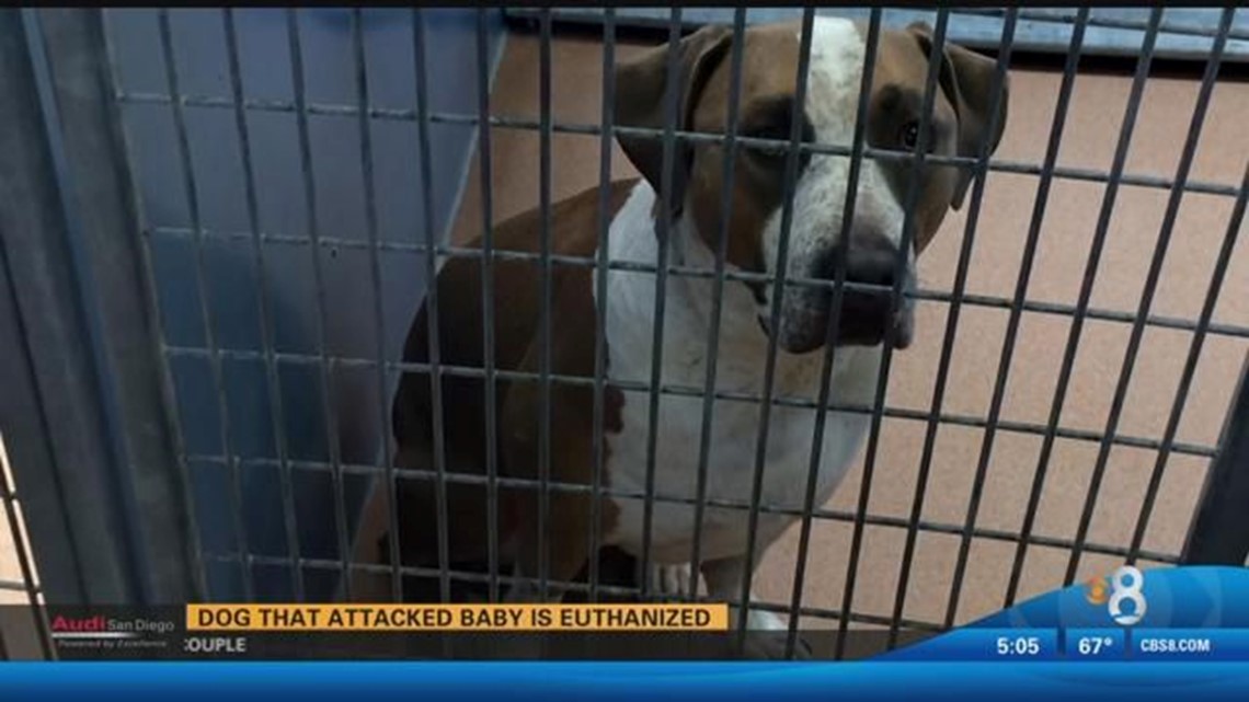 Dog put down after fatally biting new born baby | cbs8.com