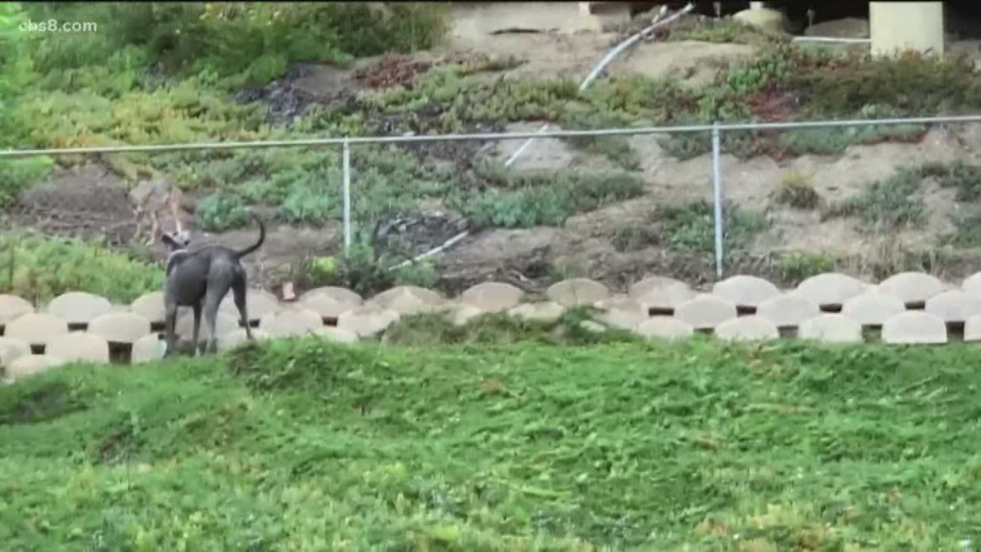 A pair of coyotes were caught hanging out in the area. A News 8 viewer sent us video of one coyote running around with a dog.