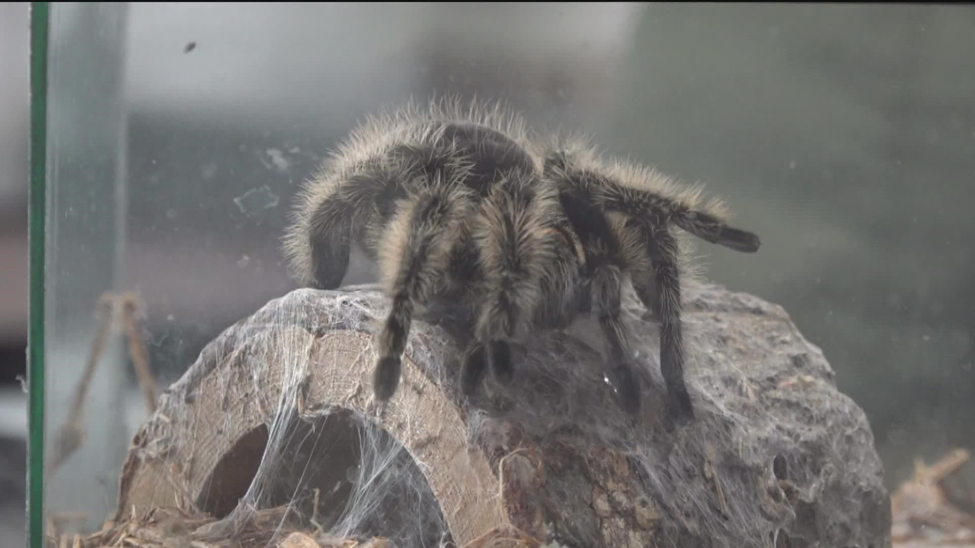 pet tarantulas bite
