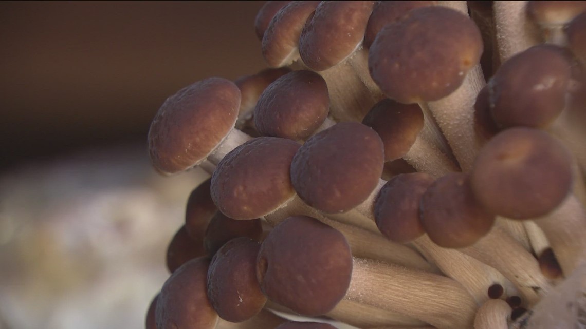 Farmers donating fresh produce to Feeding San Diego, including organic Escondido mushroom farm
