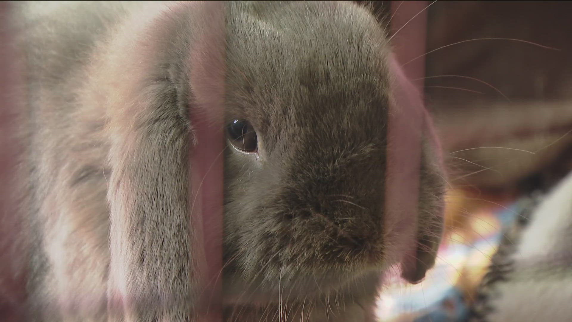 San Diego House Rabbit Society, a local rabbit rescue, is fighting back against a suspected scammer impersonating the organization on Facebook.