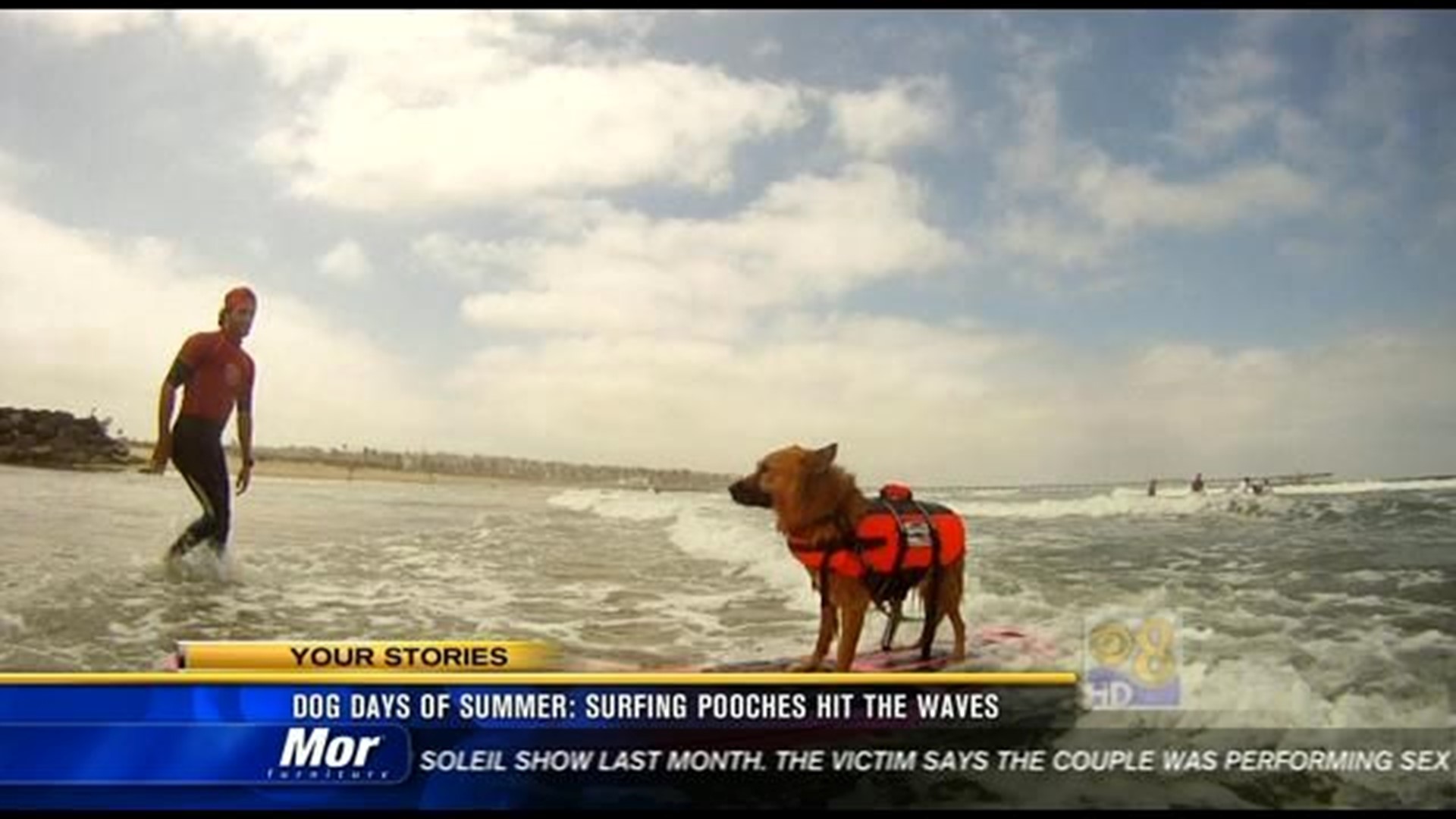 Dog days of summer: Surfing pooches hit the waves