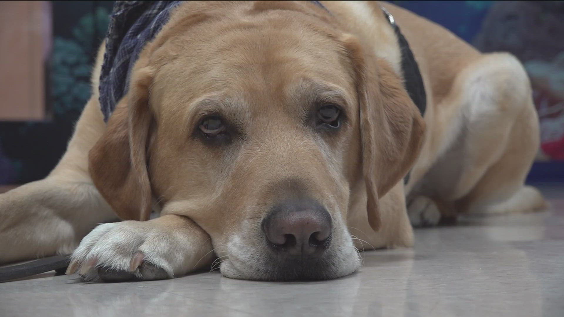 CBS 8 is Working FUR Kids to help Rady Children's Hospital launch its own Resident Canine Therapy Program.