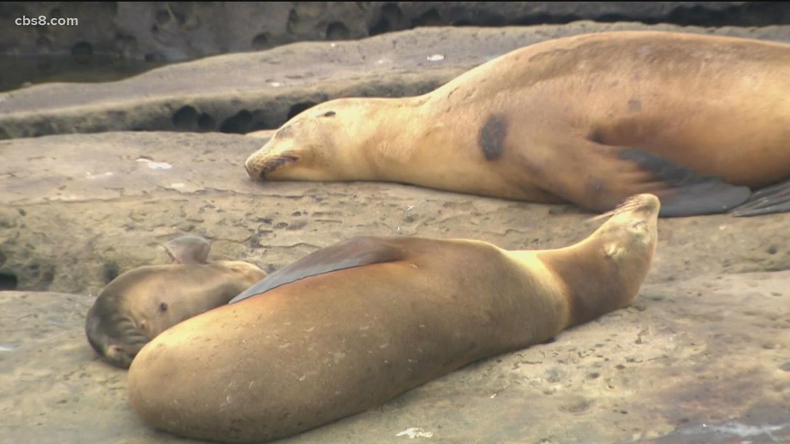 City Council approves seasonal closure of Point La Jolla for Sea Lion pupping season