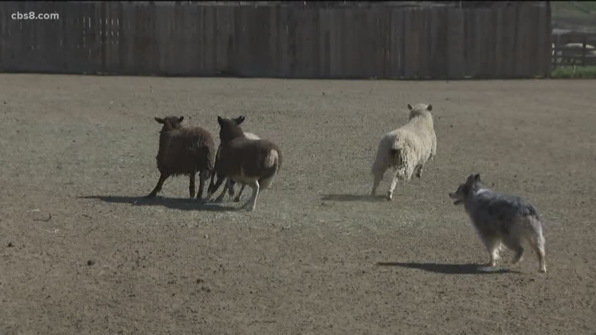 Dogs of all breeds can take part in the shepherding competition in Escondido.