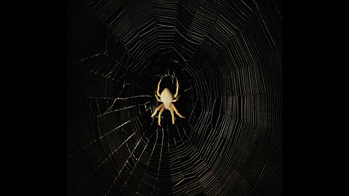 It's spooky spider season in the Midwest: Meet the orb weaver