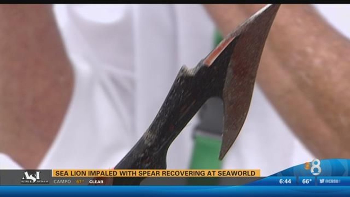 Sea lion impaled with spear rescued in Southern California