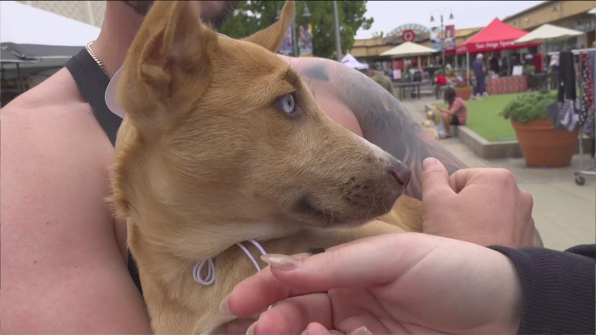 Around 300 adoptable dogs and cats from 28 local rescue organizations were at Saturday's mega pet adoption event at Grossmont Center.