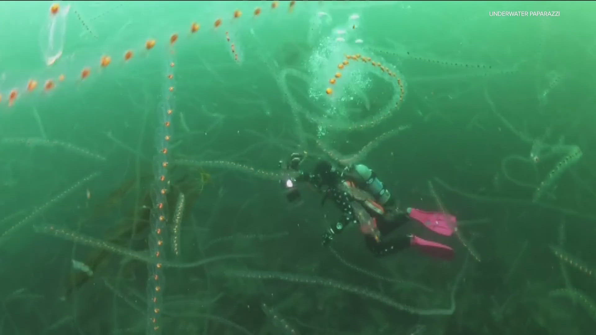 You never know what you're going to find when you go below the surface in San Diego County waters.