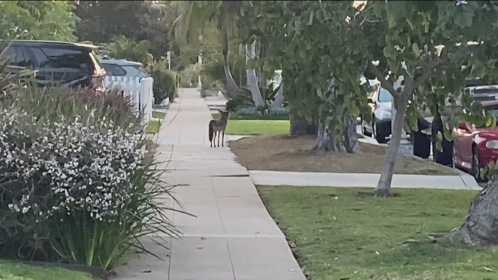 An expert explains why there has been an increased coyote sightings and how to protect pets.