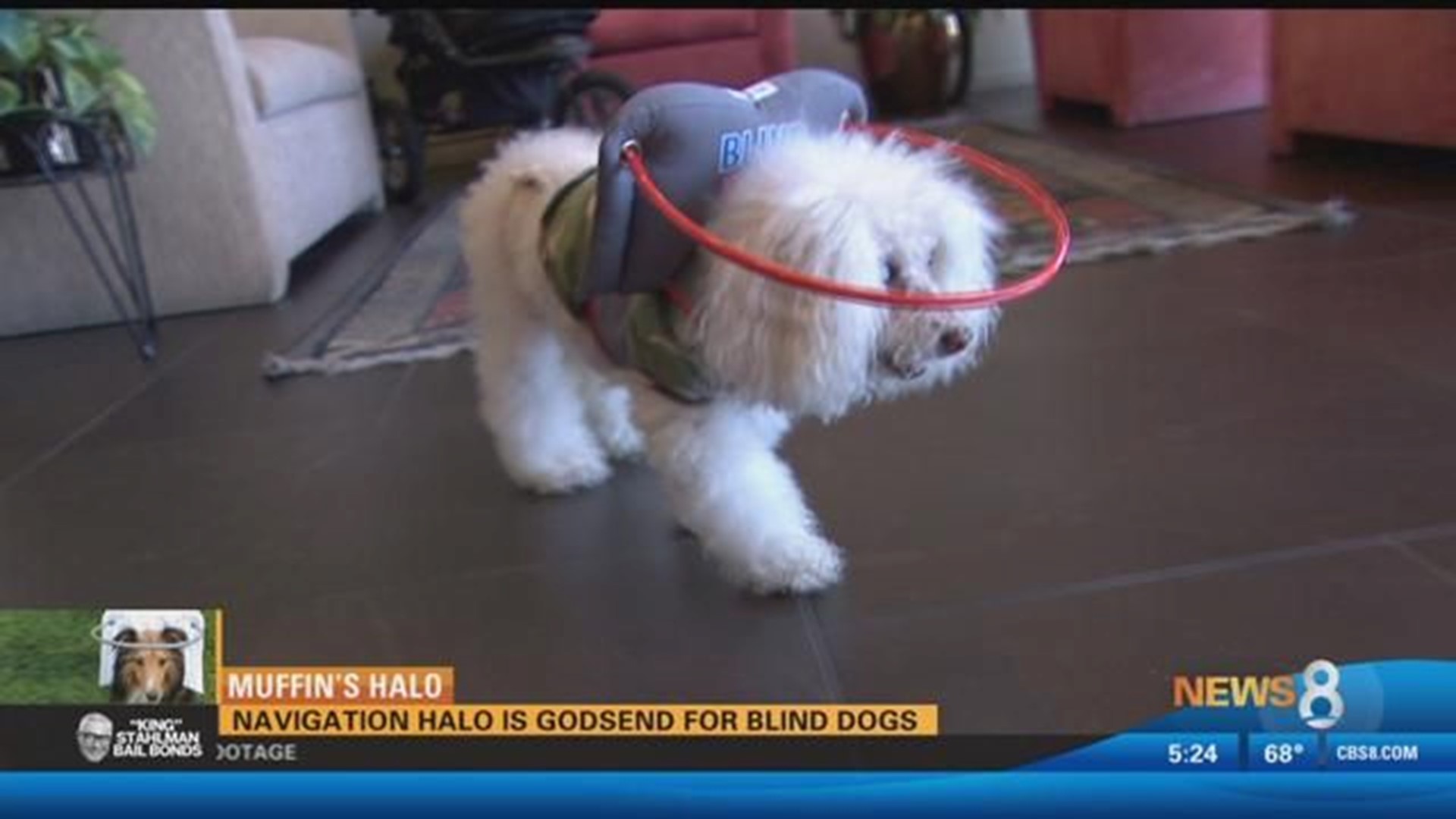 Muffin's Halo For Blind Dogs