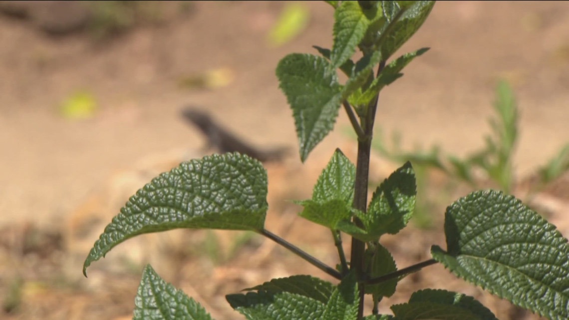 San Diego researchers study how plants can fight global warming | cbs8.com