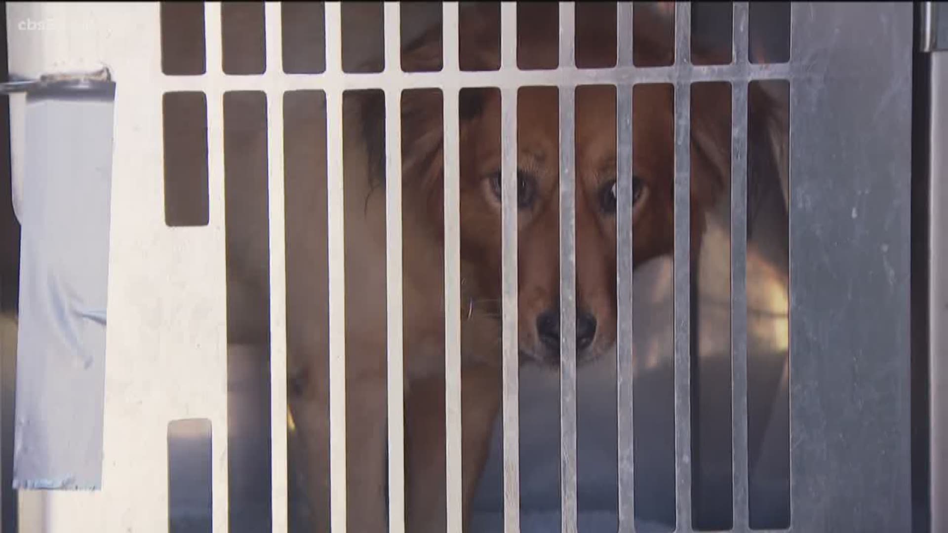 More than 30 dogs arrived at Rancho Coastal Humane Society Tuesday after being flown in from a shelter in Mississippi.