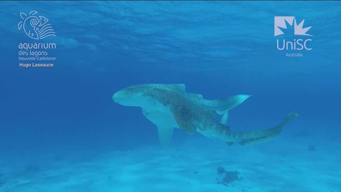 ☆レア盤　レゲエ　THE SHARKS HOW COULD I LIVE hq720.jpg?sqp=-